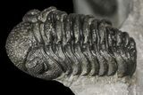 Leonaspis, Morocops & Gerastos Trilobite Association - Issoumour #154809-4